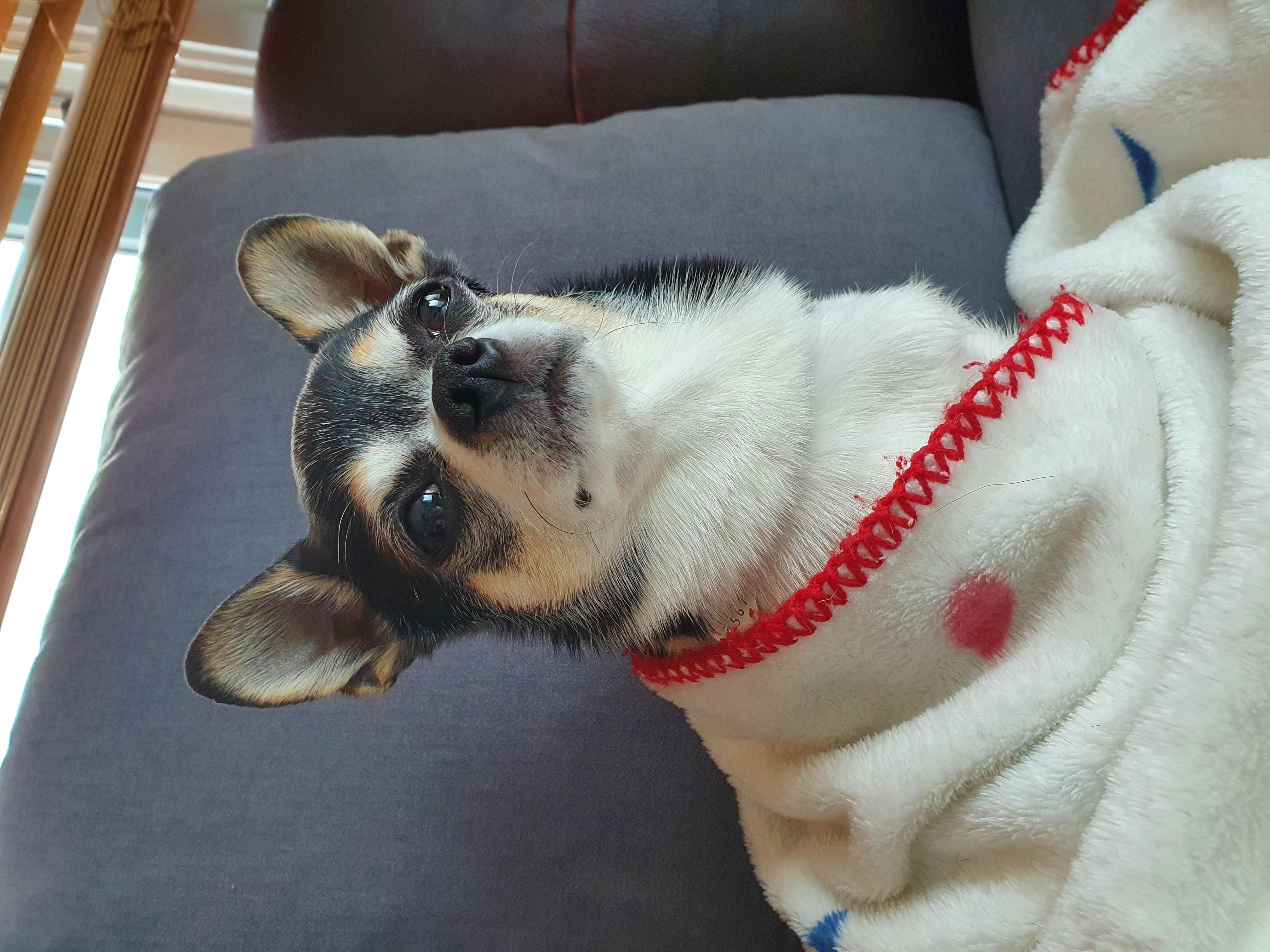 깡이5